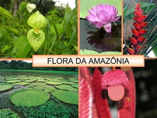 13
FLORA DA AMAZÔNIA
 