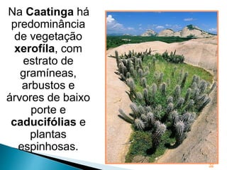 32
Na Caatinga há
predominância
de vegetação
xerofíla, com
estrato de
gramíneas,
arbustos e
árvores de baixo
porte e
caducifólias e
plantas
espinhosas.
 