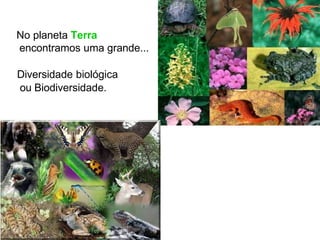No planeta Terra
encontramos uma grande...
Diversidade biológica
ou Biodiversidade.
 