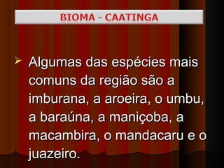    Algumas das espécies mais
    comuns da região são a
    imburana, a aroeira, o umbu,
    a baraúna, a maniçoba, a
    macambira, o mandacaru e o
    juazeiro.
 