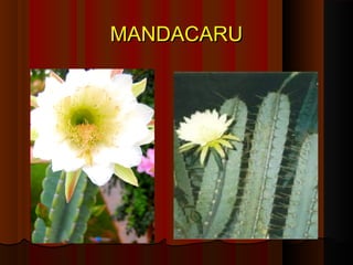MANDACARU
 