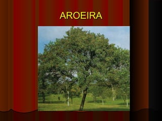 AROEIRA
 