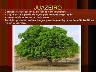 JUAZEIRO
Características da flora: as folhas são pequenas
– o que evita a perda de água pela evapotranspiração .
– caem totalmente no período seco.
Também possuem raízes longas para buscar água em lençóis freáticos
(como o juazeiro).
 