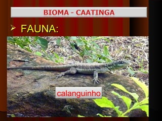    FAUNA:




         calanguinho
 