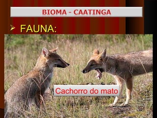    FAUNA:




         Cachorro do mato
 
