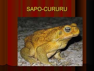SAPO-CURURU
 