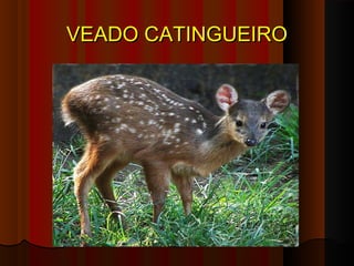 VEADO CATINGUEIRO
 