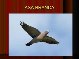 ASA BRANCA
 
