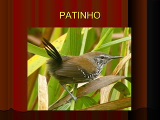 PATINHO
 