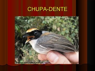 CHUPA-DENTE
 