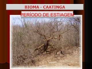 PERÍODO DE ESTIAGEM
 