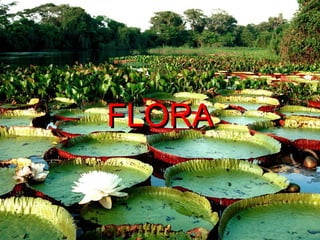 FLORA
 