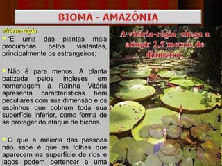 vitória-régia
“É uma das plantas mais
procuradas     pelos    visitantes,
principalmente os estrangeiros;

Não    é para menos. A planta
batizada pelos ingleses em
homenagem à Rainha Vitória
apresenta características bem
peculiares com sua dimensão e os
espinhos que cobrem toda sua
superfície inferior, como forma de
se proteger do ataque de bichos.

O   que a maioria das pessoas
não sabe é que as folhas que
aparecem na superfície de rios e
lagos podem pertencer a uma
 