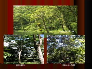 Mata de várzea




Seringeira     Maçaranduba
 