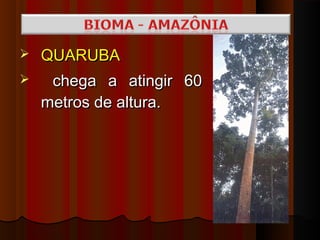    QUARUBA
    chega a atingir 60
    metros de altura.
 