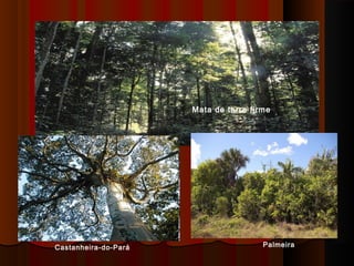 Mata de terra firme




Castanheira-do-Pará                    Palmeira
 
