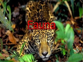 Características Biológicas
         Fauna


      Fauna
 