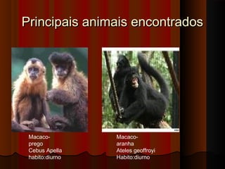 Principais animais encontrados




 Macaco-         Macaco-
 prego           aranha
 Cebus Apella    Ateles geoffroyi
 habito:diurno   Habito:diurno
 