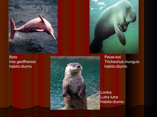 Boto                 Peixe-boi
Inia geoffrensis     Trichechus inunguis
habito:diurno        habito:diurno




                   Lontra
                   Lutra lutra
                   Habito:diurno
 