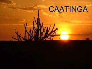 CAATINGA
 