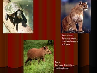 Suçuarana
      Felis concolor
      Habito:diurno e
      noturno




Anta
Tapirus terrestris
Habito:diurno
 