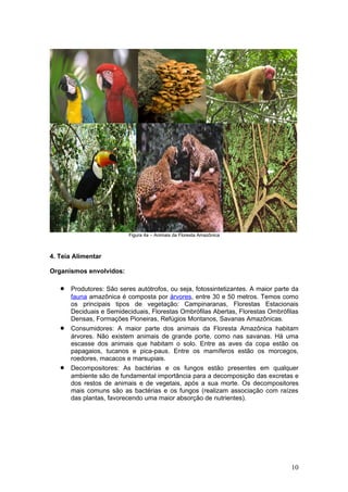 Figura 4a – Animais da Floresta Amazônica



4. Teia Alimentar

Organismos envolvidos:

   •   Produtores: São seres autótrofos, ou seja, fotossintetizantes. A maior parte da
       fauna amazônica é composta por árvores, entre 30 e 50 metros. Temos como
       os principais tipos de vegetação: Campinaranas, Florestas Estacionais
       Deciduais e Semideciduais, Florestas Ombrófilas Abertas, Florestas Ombrófilas
       Densas, Formações Pioneiras, Refúgios Montanos, Savanas Amazônicas.
   •   Consumidores: A maior parte dos animais da Floresta Amazônica habitam
       árvores. Não existem animais de grande porte, como nas savanas. Há uma
       escasse dos animais que habitam o solo. Entre as aves da copa estão os
       papagaios, tucanos e pica-paus. Entre os mamíferos estão os morcegos,
       roedores, macacos e marsupiais.
   •   Decompositores: As bactérias e os fungos estão presentes em qualquer
       ambiente são de fundamental importância para a decomposição das excretas e
       dos restos de animais e de vegetais, após a sua morte. Os decompositores
       mais comuns são as bactérias e os fungos (realizam associação com raízes
       das plantas, favorecendo uma maior absorção de nutrientes).




                                                                                   10
 