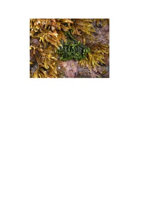 Bioma   Maritmo Costeiro