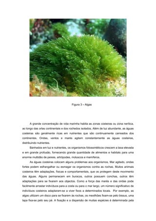 Figura 3 – Algas




      A grande concentração de vida marinha habita as zonas costeiras ou zona nerítica,
ao longo das orlas continentais e dos rochedos isolados. Além de luz abundante, as águas
costeiras são geralmente ricas em nutrientes que são continuamente carreados dos
continentes. Ondas, ventos e marés agitam constantemente as águas costeiras,
distribuindo nutrientes.
      Banhados em luz e nutrientes, os organismos fotossintéticos crescem a taxa elevada
e em grande profusão, fornecendo grande quantidade de alimentos e habitats para uma
enorme multidão de peixes, artrópodes, moluscos e mamíferos.
      As águas costeiras colocam alguns problemas aos organismos. Mar agitado, ondas
fortes podem esfrangalhar ou esmagar os organismos contra as rochas. Muitos animais
costeiros têm adaptações, físicas e comportamentais, que os protegem deste movimento
das águas. Alguns permanecem em buracos, outros possuem conchas, outros têm
adaptações para se fixarem aos objectos. Como a força das marés e das ondas pode
facilmente arrastar indivíduos para a costa ou para o mar largo, um número significativo de
indivíduos costeiros adaptaram-se a viver fixos a determinados locais. Por exemplo, as
algas utilizam um disco para se fixarem às rochas, os mexilhões fixam-se pelo bissus, uma
lapa fixa-se pelo seu pé. A fixação e a dispersão de muitas espécies é determinada pela
 
