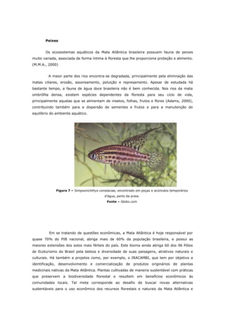 Peixes


       Os ecossistemas aquáticos da Mata Atlântica brasileira possuem fauna de peixes
muito variada, associada de forma íntima à floresta que lhe proporciona proteção e alimento.
(M.M.A., 2000)


         A maior parte dos rios encontra-se degradada, principalmente pela eliminação das
matas ciliares, erosão, assoreamento, poluição e represamento. Apesar de estudada há
bastante tempo, a fauna de água doce brasileira não é bem conhecida. Nos rios da mata
ombrófila densa, existem espécies dependentes da floresta para seu ciclo de vida,
principalmente aquelas que se alimentam de insetos, folhas, frutos e flores (Adams, 2000),
contribuindo também para a dispersão de sementes e frutos e para a manutenção do
equilíbrio do ambiente aquático.




             Figura 7 – Simpsonichthys constaciae, encontrado em poças e acúmulos temporários
                                          d'água, perto da praia.
                                           Fonte – Globo.com




         Em se tratando de questões econômicas, a Mata Atlântica é hoje responsável por
quase 70% do PIB nacional, abriga mais de 60% da população brasileira, e possui as
maiores extensões dos solos mais férteis do país. Este bioma ainda abriga 60 dos 96 Pólos
de Ecoturismo do Brasil pela beleza e diversidade de suas paisagens, atrativos naturais e
culturais. Há também a projetos como, por exemplo, o IRACAMBI, que tem por objetivo a
identificação, desenvolvimento e comercialização de produtos originários de plantas
medicinais nativas da Mata Atlântica. Plantas cultivadas de maneira sustentável com práticas
que preservem a biodiversidade florestal e resultem em benefícios econômicos às
comunidades locais. Tal meta corresponde ao desafio de buscar novas alternativas
sustentáveis para o uso econômico dos recursos florestais e naturais da Mata Atlântica e
 
