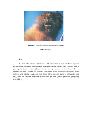 Figura 3 – Mico Leão Dourado (Leontopithecus Rosália).


                                      Fonte – Wikipedia.




       Aves


       Das com 188 espécies endêmicas e 104 ameaçadas de extinção. Estas espécies
encontram-se ameaçadas principalmente pela destruição de hábitats, pelo comércio ilegal e
pela caça seletiva de várias espécies. Um dos grupos que corre maior risco de extinção é o
das aves de rapina (gaviões, por exemplo), que apesar de ter uma ampla distribuição, estão
sofrendo uma drástica redução de seus nichos. Várias espécies quase se extinguiram pela
caça, como é o caso dos beija-flores e psitacídeos em geral (araras, papagaios, periquitos)
(Por, 1992).
 
