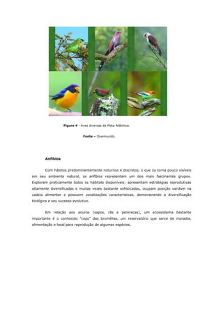 Figura 4 - Aves diversas da Mata Atlântica.


                              Fonte – Overmundo.




       Anfíbios


       Com hábitos predominantemente noturnos e discretos, o que os torna pouco visíveis
em seu ambiente natural, os anfíbios representam um dos mais fascinantes grupos.
Exploram praticamente todos os hábitats disponíveis; apresentam estratégias reprodutivas
altamente diversificadas e muitas vezes bastante sofisticadas, ocupam posição variável na
cadeia alimentar e possuem vocalizações características, demonstrando a diversificação
biológica e seu sucesso evolutivo.


       Em relação aos anuros (sapos, rãs e pererecas), um ecossistema bastante
importante é o conhecido "copo" das bromélias, um reservatório que serve de moradia,
alimentação e local para reprodução de algumas espécies.
 