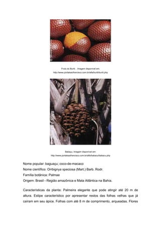 Fruto do Buriti. . Imagem disponível em:
                     http://www.portalsaofrancisco.com.br/alfa/buriti/buriti.php




                                 Babaçu. Imagem disponível em:
                   http://www.portalsaofrancisco.com.br/alfa/babacu/babacu.php


Nome popular: baguaçu; coco-de-macaco
Nome científico: Orrbignya speciosa (Mart.) Barb. Rodr.
Família botânica: Palmae
Origem: Brasil - Região amazônica e Mata Atlântica na Bahia.

Características da planta: Palmeira elegante que pode atingir até 20 m de
altura. Estipe característico por apresentar restos das folhas velhas que já
caíram em seu ápice. Folhas com até 8 m de comprimento, arqueadas. Flores
 
