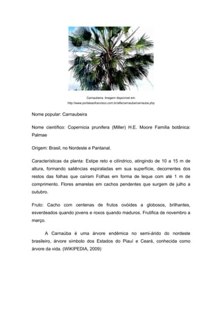 Carnaubeira. Imagem disponível em:
                 http://www.portalsaofrancisco.com.br/alfa/carnauba/carnauba.php


Nome popular: Carnaubeira

Nome científico: Copernicia prunifera (Miller) H.E. Moore Família botânica:
Palmae

Origem: Brasil, no Nordeste e Pantanal.

Características da planta: Estipe reto e cilíndrico, atingindo de 10 a 15 m de
altura, formando saliências espiraladas em sua superfície, decorrentes dos
restos das folhas que caíram Folhas em forma de leque com até 1 m de
comprimento. Flores amarelas em cachos pendentes que surgem de julho a
outubro.

Fruto: Cacho com centenas de frutos ovóides a globosos, brilhantes,
esverdeados quando jovens e roxos quando maduros. Frutifica de novembro a
março.

      A Carnaúba é uma árvore endêmica no semi-árido do nordeste
brasileiro, árvore símbolo dos Estados do Piauí e Ceará, conhecida como
árvore da vida. (WIKIPEDIA, 2009)
 