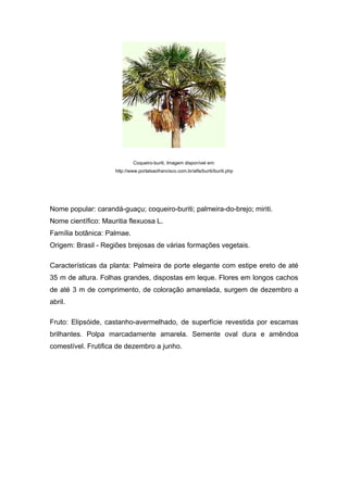 Coqueiro-buriti. Imagem disponível em:
                     http://www.portalsaofrancisco.com.br/alfa/buriti/buriti.php




Nome popular: carandá-guaçu; coqueiro-buriti; palmeira-do-brejo; miriti.
Nome científico: Mauritia flexuosa L.
Família botânica: Palmae.
Origem: Brasil - Regiões brejosas de várias formações vegetais.

Características da planta: Palmeira de porte elegante com estipe ereto de até
35 m de altura. Folhas grandes, dispostas em leque. Flores em longos cachos
de até 3 m de comprimento, de coloração amarelada, surgem de dezembro a
abril.

Fruto: Elipsóide, castanho-avermelhado, de superfície revestida por escamas
brilhantes. Polpa marcadamente amarela. Semente oval dura e amêndoa
comestível. Frutifica de dezembro a junho.
 