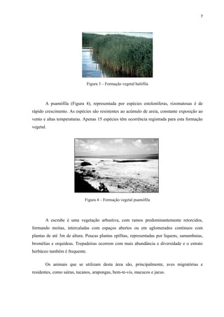 7




                               Figura 3 – Formação vegetal halófila



       A psamófila (Figura 4), representada por espécies estoloníferas, rizomatosas é de
rápido crescimento. As espécies são resistentes ao acúmulo de areia, constante exposição ao
vento e altas temperaturas. Apenas 15 espécies têm ocorrência registrada para esta formação
vegetal.




                             Figura 4 – Formação vegetal psamófila



       A escrube é uma vegetação arbustiva, com ramos predominantemente retorcidos,
formando moitas, intercaladas com espaços abertos ou em aglomerados contínuos com
plantas de até 3m de altura. Poucas plantas epífitas, representadas por liquens, samambaias,
bromélias e orquídeas. Trepadeiras ocorrem com mais abundância e diversidade e o estrato
herbáceo também é frequente.

       Os animais que se utilizam desta área são, principalmente, aves migratórias e
residentes, como saíras, tucanos, arapongas, bem-te-vis, macucos e jacus.
 