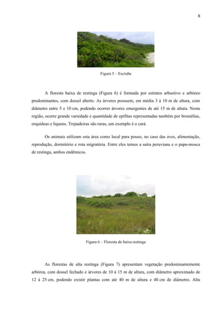 8




                                      Figura 5 – Escrube



       A floresta baixa de restinga (Figura 6) é formada por estratos arbustivo e arbóreo
predominantes, com dossel aberto. As árvores possuem, em média 3 à 10 m de altura, com
diâmetro entre 5 e 10 cm, podendo ocorrer árvores emergentes de até 15 m de altura. Nesta
região, ocorre grande variedade e quantidade de epífitas representadas também por bromélias,
orquídeas e liquens. Trepadeiras são raras, um exemplo é o cará.

       Os animais utilizam esta área como local para pouso, no caso das aves, alimentação,
reprodução, dormitório e rota migratória. Entre eles temos a saíra peruviana e o papa-mosca
de restinga, ambos endêmicos.




                              Figura 6 – Floresta de baixa restinga




       As florestas de alta restinga (Figura 7) apresentam vegetação predominantemente
arbórea, com dossel fechado e árvores de 10 à 15 m de altura, com diâmetro aproximado de
12 à 25 cm, podendo existir plantas com até 40 m de altura e 40 cm de diâmetro. Alta
 