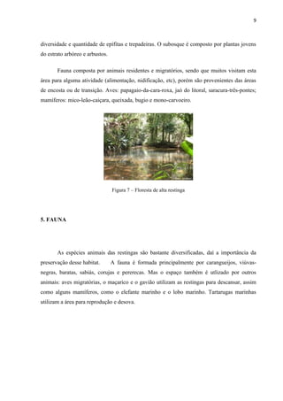 9



diversidade e quantidade de epífitas e trepadeiras. O subosque é composto por plantas jovens
do estrato arbóreo e arbustos.

       Fauna composta por animais residentes e migratórios, sendo que muitos visitam esta
área para alguma atividade (alimentação, nidificação, etc), porém são provenientes das áreas
de encosta ou de transição. Aves: papagaio-da-cara-roxa, jaó do litoral, saracura-três-pontes;
mamíferos: mico-leão-caiçara, queixada, bugio e mono-carvoeiro.




                                 Figura 7 – Floresta de alta restinga




5. FAUNA




       As espécies animais das restingas são bastante diversificadas, daí a importância da
preservação desse habitat.       A fauna é formada principalmente por carangueijos, viúvas-
negras, baratas, sabiás, corujas e pererecas. Mas o espaço também é utlizado por outros
animais: aves migratórias, o maçarico e o gavião utilizam as restingas para descansar, assim
como alguns mamíferos, como o elefante marinho e o lobo marinho. Tartarugas marinhas
utilizam a área para reprodução e desova.
 