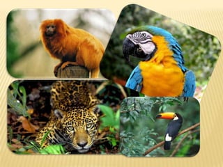 Bioma AmazôNico E Desmatamento