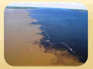 Bioma AmazôNico E Desmatamento