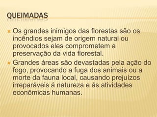 QueimadasOs grandes inimigos das florestas são os incêndios sejam de origem natural ou provocados eles comprometem a preservação da vida florestal.Grandes áreas são devastadas pela ação do fogo, provocando a fuga dos animais ou a morte da fauna local, causando prejuízos irreparáveis á natureza e ás atividades econômicas humanas.