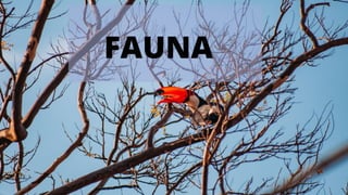 FAUNA
 