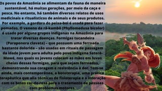 Os povos da Amazônia se alimentam da fauna de maneira
sustentável, há muitas gerações, por meio da caça e
pesca. No entanto, há também diversos relatos de usos
medicinais e ritualísticos de animais e de seus produtos.
Por exemplo, a gordura do peixe-boi é usada para fazer
pomadas. O veneno da rã-kambô (Phyllomedusa bicolor)
é usado por alguns grupos indígenas na Amazônia para
tratar diversas doenças. Formigas tucandeira
(Paraponera clavata) – que possuem uma ferroada
bastante dolorida – são usadas em rituais de passagem
da idade jovem para adulta pelo povo indígena Sateré-
Mawé, nos quais os jovens colocam as mãos em luvas
cheias dessas formigas, para que sejam ferroados,
demonstrando sua coragem e resistência à dor. Tem-se
ainda, mais contemporânea, a bototerapia, uma prática
terapêutica que alia técnicas de fisioterapia e a interação
com os botos cor-de-rosa para o tratamento de pessoas
com problemas motores.
 
