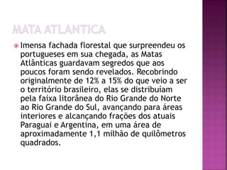  Imensa fachada florestal que surpreendeu os 
portugueses em sua chegada, as Matas 
Atlânticas guardavam segredos que aos 
poucos foram sendo revelados. Recobrindo 
originalmente de 12% a 15% do que veio a ser 
o território brasileiro, elas se distribuíam 
pela faixa litorânea do Rio Grande do Norte 
ao Rio Grande do Sul, avançando para áreas 
interiores e alcançando frações dos atuais 
Paraguai e Argentina, em uma área de 
aproximadamente 1,1 milhão de quilômetros 
quadrados. 
 