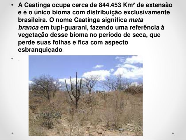 Tudo Sobre O Bioma Caatinga | Mapa Mental Da Caatinga – LVZPMQ