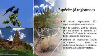 Espécies já registradas
• Já foram registradas 932
espécies de plantas vasculares:
• 187 de abelhas, 240 de peixes,
167 de répteis e anfíbios, 62
famílias e 510 espécies de aves e
148 espécies de mamíferos.
• Embora os inventários sejam
incompletos, o nível de
endemismo também é bastante
alto para as espécies vegetais.
 