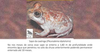 No nos meses de cerca esse sapo se enterra a 1,80 m de profundidade onde
encontra água que penetrou no solo da chuva anteriormente podendo permanecer
enterrado até 10 meses.
Sapo da caatinga (Pleurodema diplolistris)
 