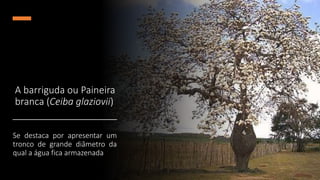 A barriguda ou Paineira
branca (Ceiba glaziovii)
Se destaca por apresentar um
tronco de grande diâmetro da
qual a água fica armazenada
 