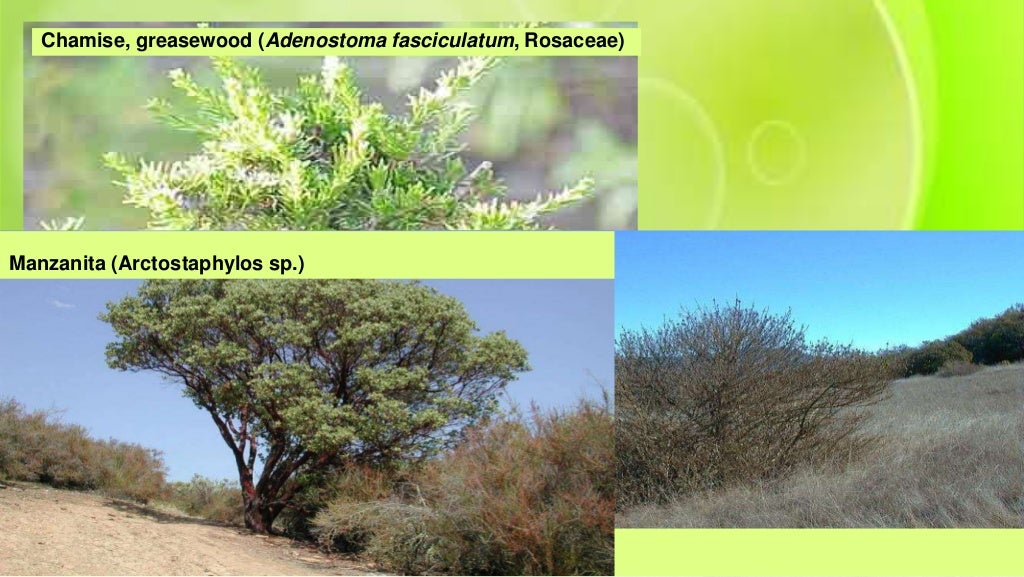 The Chaparral Biome Facts Pictures Indepth Information