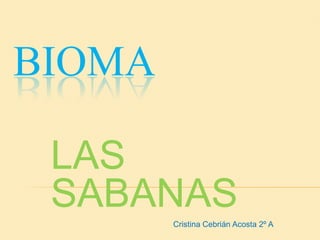 BIOMA LAS SABANAS Cristina Cebrián Acosta 2º A 