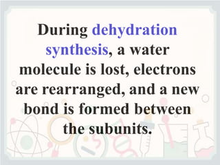 During dehydration
synthesis, a water
molecule is lost, electrons
are rearranged, and a new
bond is formed between
the subunits.
 